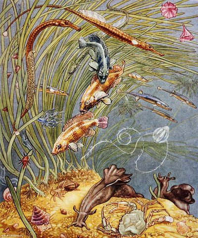 رسم توضيحي من "Sea-Shore Life in بريطانيا" طُبع عام 1947 (حجر ليثو ملون) بواسطة ليونارد روبرت برايتويل