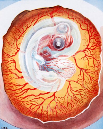 الطائر الذي ينمو في البيضة (ليثو ملون) بواسطة ليونارد روبرت برايتويل