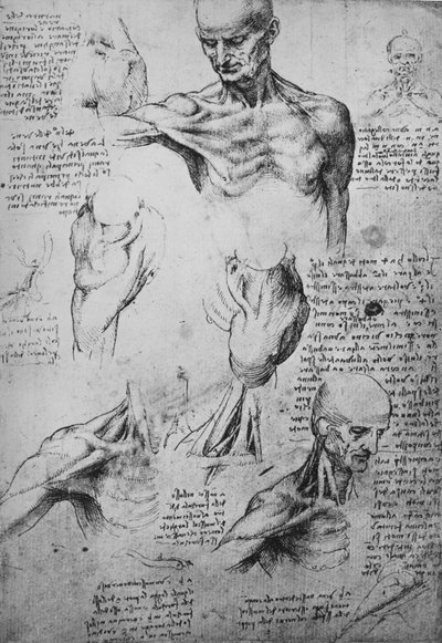 رسومات تشريحية لرقبة الكتفين والكتفين ، c1480 1945 بواسطة ليوناردو دا فينشي