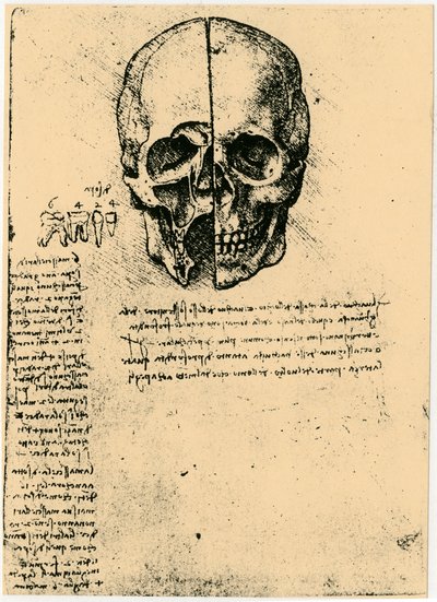 رسم تشريحي لجمجمة بشرية ، c1472-1519 بواسطة ليوناردو دا فينشي