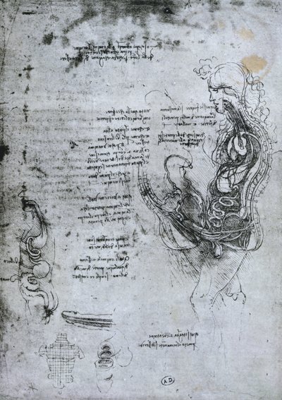 Co Co of Hemisected رجل وامرأة ، نسخة طبق الأصل بواسطة ليوناردو دا فينشي