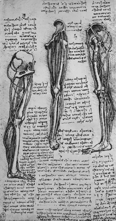 رسومات لساق اليسرى تُظهر العظام والأوتار ، c1480 1945 بواسطة ليوناردو دا فينشي