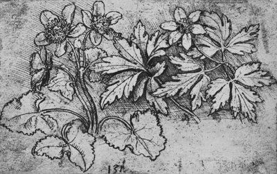 رسم تخطيطي للنبات ، c1480 1945 بواسطة ليوناردو دا فينشي