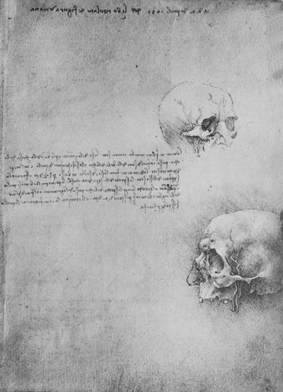 رسمان للهيكل العظمي للرأس ، c1480 1945 بواسطة ليوناردو دا فينشي