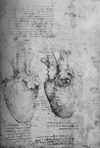 رسمان للقلب ، c1480 1945 بواسطة ليوناردو دا فينشي