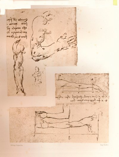 رسمان يوضحان نظرية نسب الشكل البشري ، c1472-c1519 1883 بواسطة ليوناردو دا فينشي