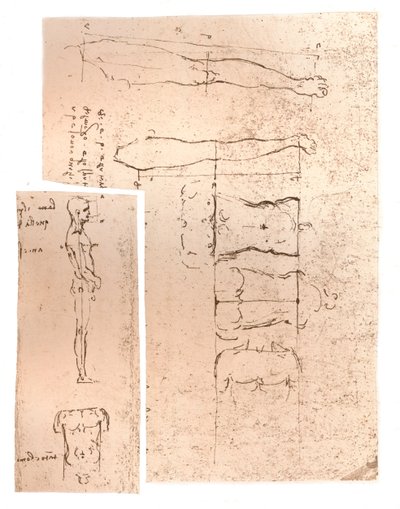 رسمان يوضحان نظرية نسب الشكل البشري ، c1472-c1519 1883 بواسطة ليوناردو دا فينشي