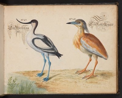 أضف 6485 f.19 Avocet و Squacco Heron بواسطة ليونارد بالدنر