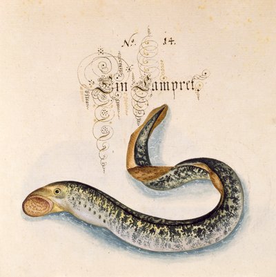 أضف 6485 f.50 Sea Lamprey بواسطة ليونارد بالدنر