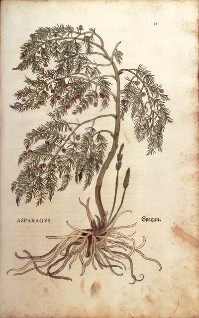 الهليون (Asparagus officinalis) بواسطة Leonhart Fuchs من De historyia stirpium commentarii insignes (التعليقات البارزة على تاريخ النباتات) النقش الملون بواسطة ليونارد فوكس