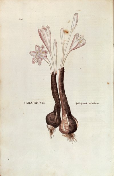 Autumn crocus (Colchicum autumnale) by Leonhart Fuchs from De historia stirpium commentarii insignes (Notable Commentaries on the History of Plants), coloured engraving بواسطة ليونارد فوكس