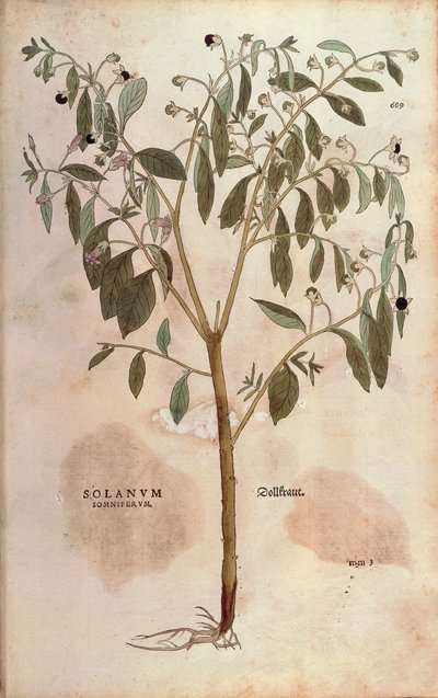 بلادونا - أتروبا بلادونا (Solanum somniferum) بواسطة Leonhart Fuchs من De historyia stirpium commentarii insignes (تعليقات بارزة على تاريخ النباتات) نقش ملون بواسطة ليونارد فوكس