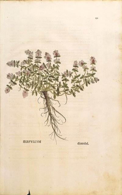 بريكلاند أو الزعتر البري (Thymus serpyllum) ، نقش ملون ليونهارت فوكس بواسطة ليونارد فوكس