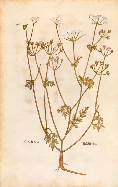 Caraway - Carum carvi (Caros) by Leonhart Fuchs from De historia stirpium commentarii insignes (Notable Commentaries on the History of Plants) coloured engraving بواسطة ليونارد فوكس