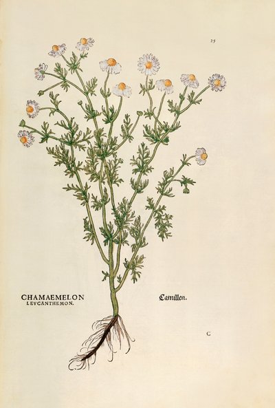Chamomile - Matricaria chamomilla (Chamaemelum leucanthemum) by Leonhart Fuchs from De historia stirpium commentarii insignes (Notable Commentaries on the History of Plants), coloured engraving بواسطة ليونارد فوكس