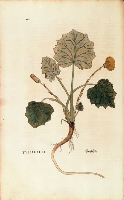 Coltsfoot (Tussilago farfara)by Leonhart Fuchs from De historia stirpium commentarii insignes (Notable Commentaries on the History of Plants), coloured engraving بواسطة ليونارد فوكس