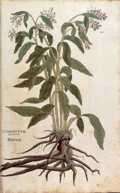 Comfrey - Symphytum officinale (Symphytum magnus) by Leonhart Fuchs from De historia stirpium commentarii insignes (Notable Commentaries on the History of Plants), coloured engraving بواسطة ليونارد فوكس