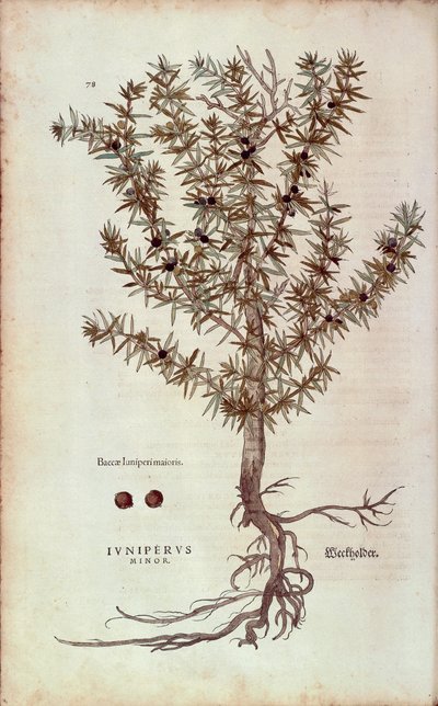 Common Juniper - Juniperus communis (Juniperus minor) by Leonhart Fuchs from De historia stirpium commentarii insignes (Notable Commentaries on the History of Plants) coloured engraving بواسطة ليونارد فوكس