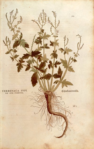 Common Vervain or Verbena - Verbena officinalis (Verbenaca supina sive foemina) by Leonhart Fuchs from De historia stirpium commentarii insignes (Notable Commentaries on the History of Plants) coloured engraving بواسطة ليونارد فوكس