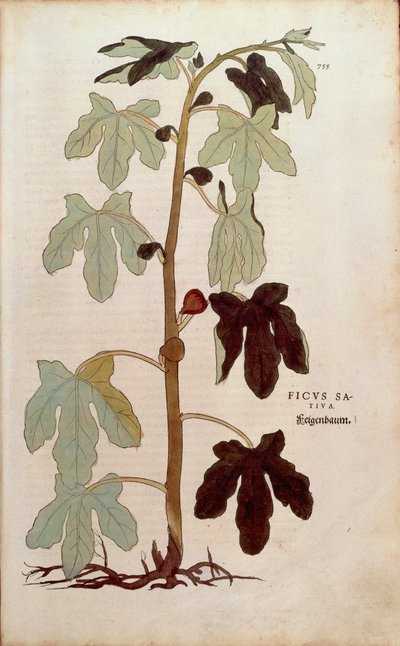Common fig - Ficus carica (Ficus sativa) by Leonhart Fuchs from De historia stirpium commentarii insignes (Notable Commentaries on the History of Plants), coloured engraving بواسطة ليونارد فوكس