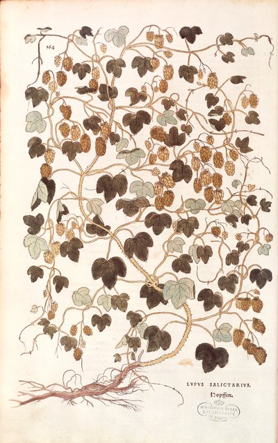 القفزة المشتركة - Humulus lupulus (Lupus salictarius) بواسطة Leonhart Fuchs من De historyia stirpium commentarii insignes (تعليقات بارزة على تاريخ النباتات) نقش ملون بواسطة ليونارد فوكس