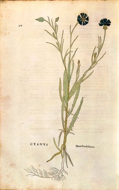 ردة الذرة (Centaurea cyanus) بواسطة Leonhart Fuchs من De historyia stirpium commentarii insignes (تعليقات بارزة على تاريخ النباتات) ، نقش ملون بواسطة ليونارد فوكس