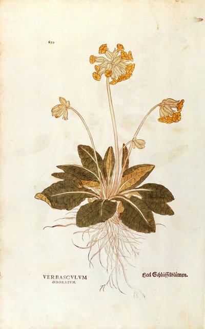 Cowslip - Primula veris officinalis (Verbasculum odoratum) by Leonhart Fuchs from De historia stirpium commentarii insignes (Notable Commentaries on the History of Plants), coloured engraving بواسطة ليونارد فوكس