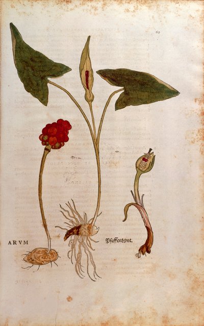 الوقواق باينت أو اللوردات والسيدات الإيطاليين - Arum italicum (Arum) بواسطة Leonhart Fuchs من De historyia stirpium commentarii insignes (تعليقات بارزة على تاريخ النباتات) ، نقش ملون بواسطة ليونارد فوكس