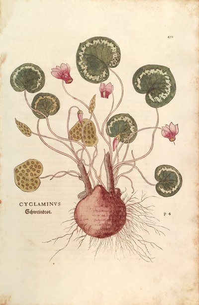 بخور مريم (Cyclaminus) بواسطة Leonhart Fuchs من De historyia stirpium commentarii insignes (تعليقات بارزة على تاريخ النباتات) نقش ملون بواسطة ليونارد فوكس
