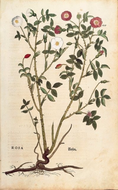 وردة دائمة الخضرة (روزا سيمبيرفيرينز) بواسطة ليونهارت فوكس من De historyia stirpium commentarii insignes (تعليقات بارزة على تاريخ النباتات) ، نقش ملون بواسطة ليونارد فوكس