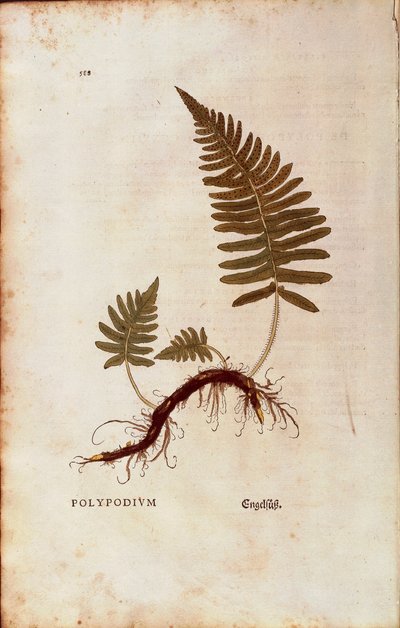 السرخس ، الجسم المتعدد الشائع (Polypodium vulgare) بواسطة Leonhart Fuchs من De historyia stirpium commentarii insignes (التعليقات البارزة على تاريخ النباتات) النقش الملون بواسطة ليونارد فوكس