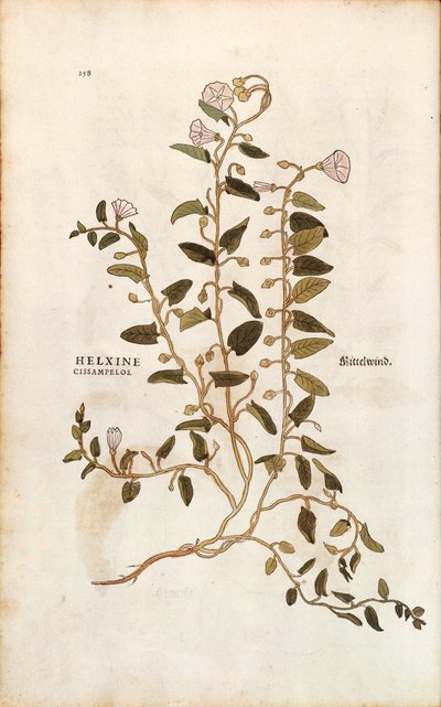 عشب الحقل - اللبلاب arvensis (Helxine cissampelos) بواسطة Leonhart Fuchs من De historyia stirpium commentarii insignes (التعليقات البارزة على تاريخ النباتات) النقش الملون بواسطة ليونارد فوكس