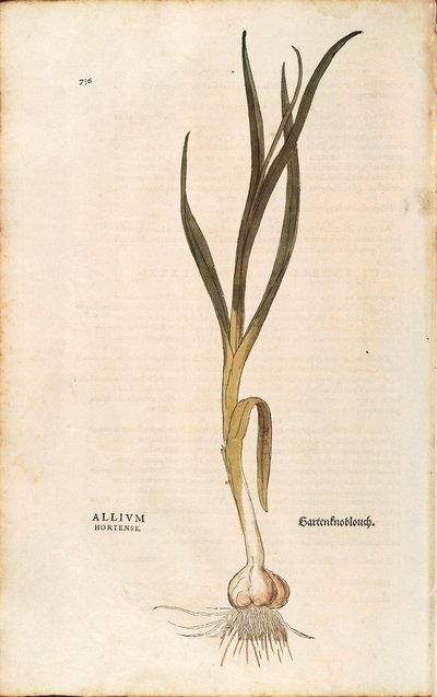 Garlic - Allium sativum (Allium hortense) by Leonhart Fuchs from De historia stirpium commentarii insignes (Notable Commentaries on the History of Plants), coloured engraving بواسطة ليونارد فوكس