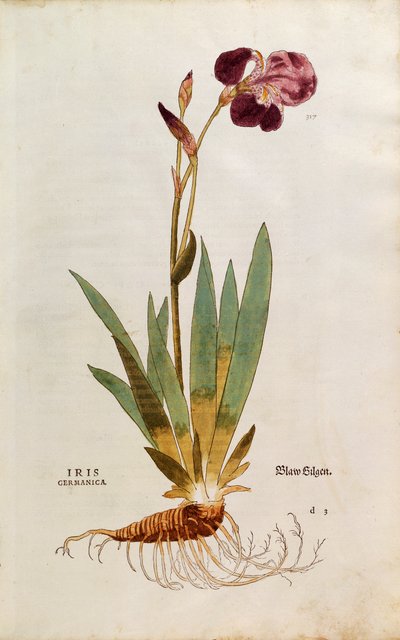 German Iris - Iris florentina (Iris germanica) بقلم Leonhart Fuchs من De historyia stirpium commentarii insignes (تعليقات بارزة على تاريخ النباتات) ، نقش ملون بواسطة ليونارد فوكس