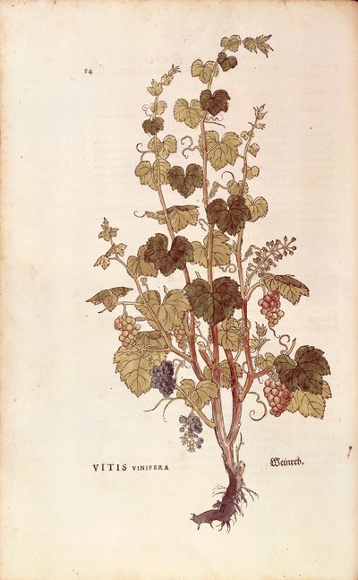 كرمة العنب (Vitis vinifera) بواسطة Leonhart Fuchs من De historyia stirpium commentarii insignes (تعليقات بارزة على تاريخ النباتات) ، نقش ملون بواسطة ليونارد فوكس