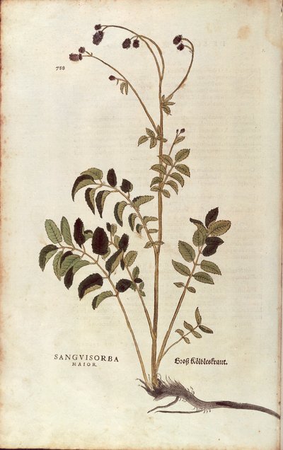Great burnet - Sanguisorba officinalis (Sanguisorba major) by Leonhart Fuchs from De historia stirpium commentarii insignes (Notable Commentaries on the History of Plants) coloured engraving بواسطة ليونارد فوكس