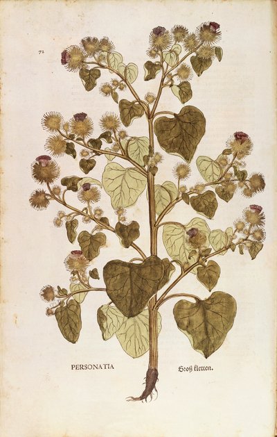 الأرقطيون الأكبر - Arctium lappa (بيرسوناتيا) بواسطة Leonhart Fuchs من De historyia stirpium commentarii insignes (تعليقات بارزة على تاريخ النباتات) ، نقش ملون بواسطة ليونارد فوكس