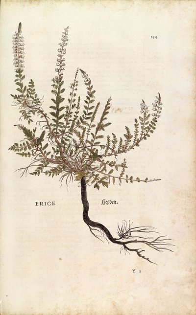 هيذر - Calluna vulgaris (Erice) بواسطة Leonhart Fuchs من De historyia stirpium commentarii insignes (تعليقات بارزة على تاريخ النباتات) ، نقش ملون بواسطة ليونارد فوكس