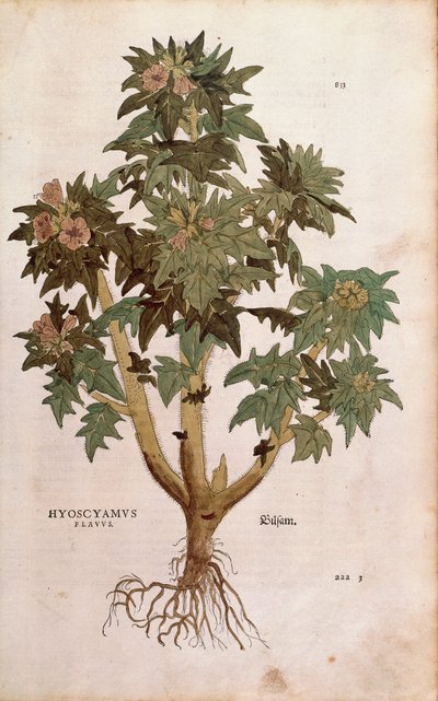Henbane - Hyoscyamus niger (Hyoscyamus flavus ) by Leonhart Fuchs from De historia stirpium commentarii insignes (Notable Commentaries on the History of Plants) coloured engraving بواسطة ليونارد فوكس