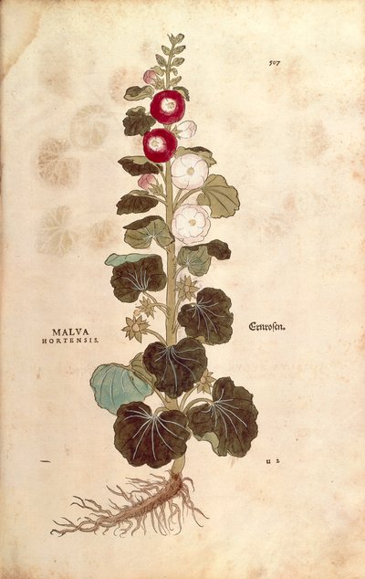 Hollyhock - Malvaceae - Alcea (Malva hortensis) بواسطة Leonhart Fuchs من De historyia stirpium commentarii Insignes (تعليقات بارزة على تاريخ النباتات) نقش ملون بواسطة ليونارد فوكس