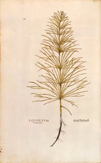 Horsetail - Equisetum arvense (Equisetum longius) by Leonhart Fuchs from De historia stirpium commentarii insignes (Notable Commentaries on the History of Plants), coloured engraving بواسطة ليونارد فوكس