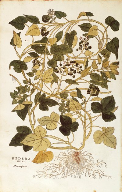 Ivy (Hedera helix nigra aurea) بواسطة Leonhart Fuchs من De historyia stirpium commentarii insignes (تعليقات بارزة على تاريخ النباتات) ، نقش ملون بواسطة ليونارد فوكس