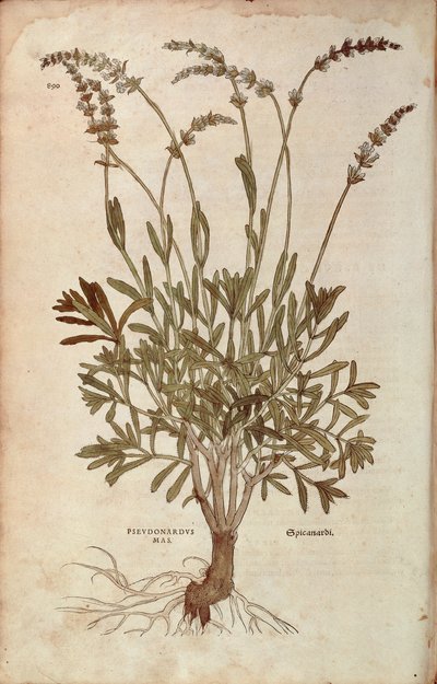 Lavender - Lavandula spica (Pseudonardus mas) by Leonhart Fuchs from De historia stirpium commentarii insignes (Notable Commentaries on the History of Plants), coloured engraving بواسطة ليونارد فوكس