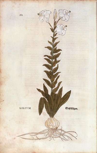 Lily (Lilium) بواسطة Leonhart Fuchs من De historyia stirpium commentarii insignes (تعليقات بارزة على تاريخ النباتات) ، نقش ملون بواسطة ليونارد فوكس
