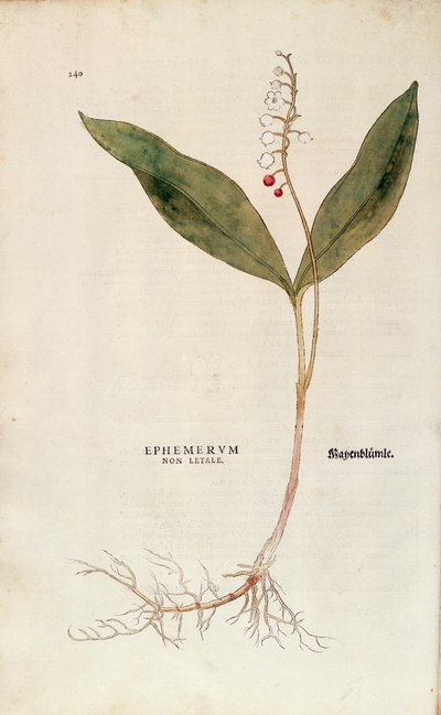 Lily of the Valley - Convallaria majalis (Ephemerum non letale) by Leonhart Fuchs from De historia stirpium commentarii insignes (Notable Commentaries on the History of Plants), coloured engraving بواسطة ليونارد فوكس