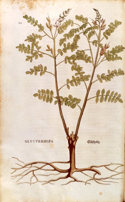 Liquorice or licorice (Glycyrrhiza glabra) by Leonhart Fuchs from De historia stirpium commentarii insignes (Notable Commentaries on the History of Plants) coloured engraving بواسطة ليونارد فوكس
