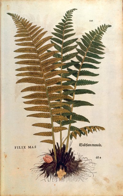 ذكر السرخس (Dryopteris filix-mas) بواسطة Leonhart Fuchs من De historyia stirpium commentarii insignes (تعليقات بارزة على تاريخ النباتات) نقش ملون بواسطة ليونارد فوكس