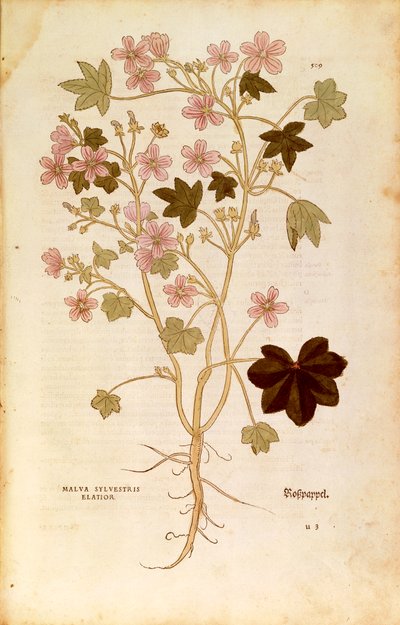 Mallow (Malva sylvestris elatior) by Leonhart Fuchs from De historia stirpium commentarii insignes (Notable Commentaries on the History of Plants), coloured engraving بواسطة ليونارد فوكس