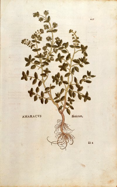 Marjoram - Origanum majorana (Amaracus) by Leonhart Fuchs from De historia stirpium commentarii insignes (Notable Commentaries on the History of Plants) coloured engraving بواسطة ليونارد فوكس