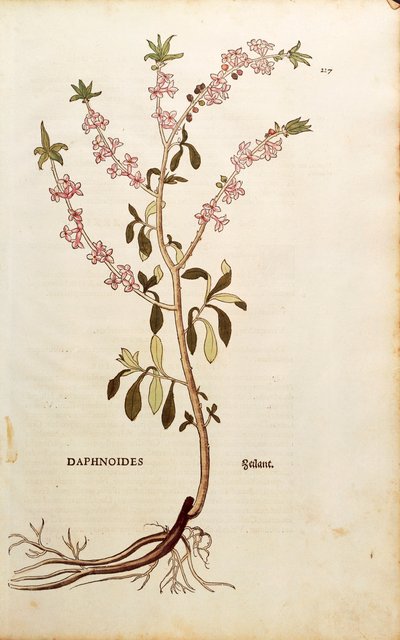 Mezereon - Daphne mezereum (Daphnoides) بقلم Leonhart Fuchs من De historyia stirpium commentarii insignes (تعليقات بارزة على تاريخ النباتات) ، نقش ملون بواسطة ليونارد فوكس